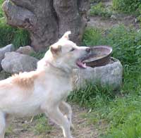 cane